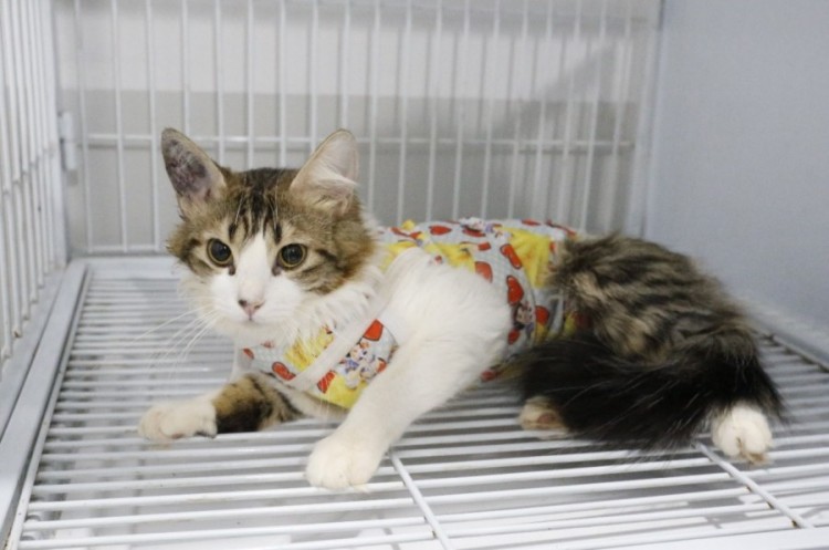 Centro de Castração de Cães e Gatos: mais de 1.700 animais já foram castrados em Catalão