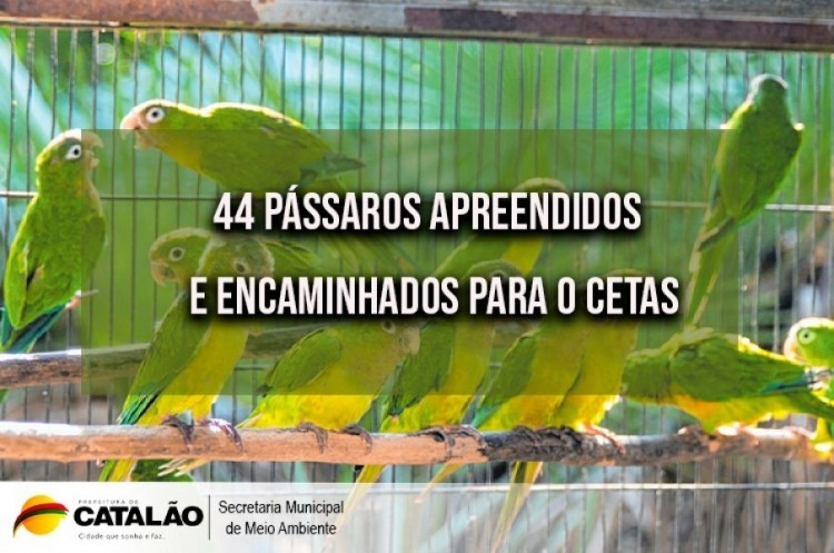 SEMMAC apreende pássaros e gaiolas em cativeiro irregular