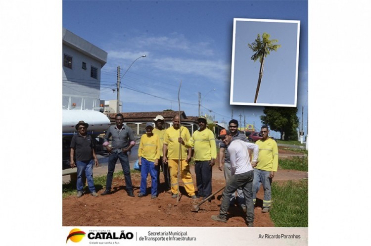 Canteiro da Ricardo Paranhos já recebeu plantio de mudas 