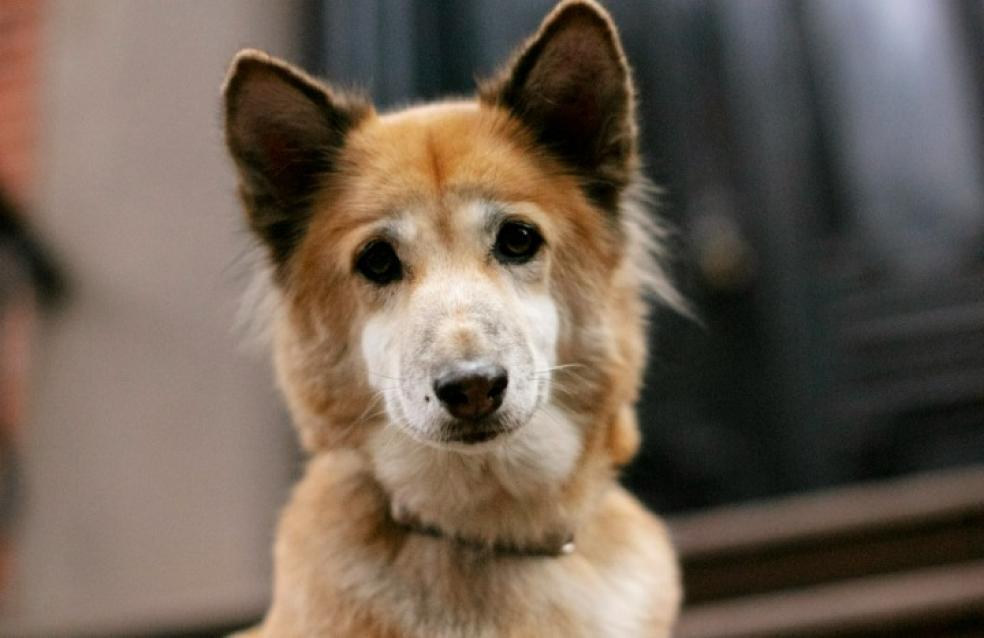 Prefeitura de Catalão faz campanha de doação de ração para animais