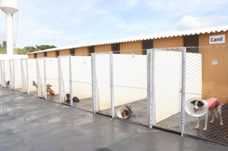 Centro de Castração de Cães e Gatos: mais de 1.200 animais já foram castrados em Catalão